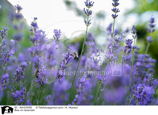 Bee on lavender / AH-03056