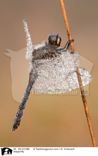 Schwarze Heidelibelle / dragonfly / DV-01386