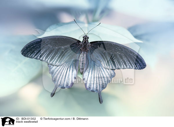 black swallowtail / BDI-01302