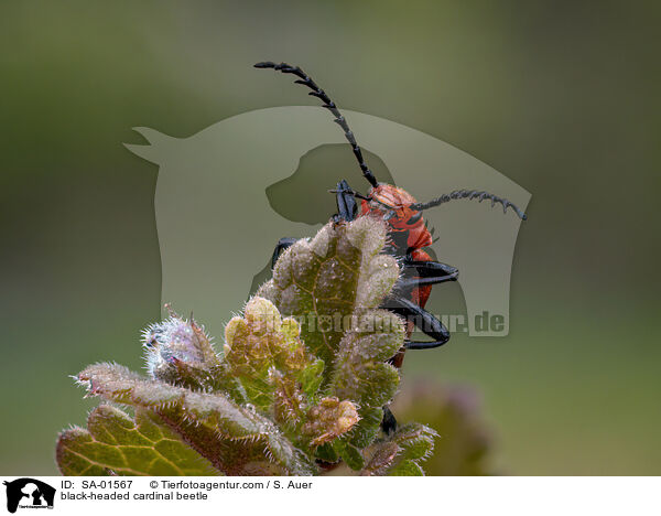 Scharlachroter Feuerkfer / black-headed cardinal beetle / SA-01567