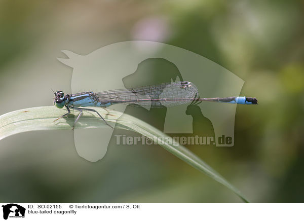 Groe Pechlibelle / blue-tailed dragonlfly / SO-02155