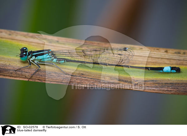 Groe Pechlibelle / blue-tailed damselfly / SO-02578