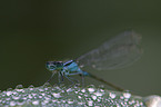 damselfly