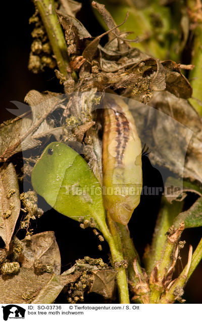 Buchsbaumznsler Raupe / box tree moth inchworm / SO-03736