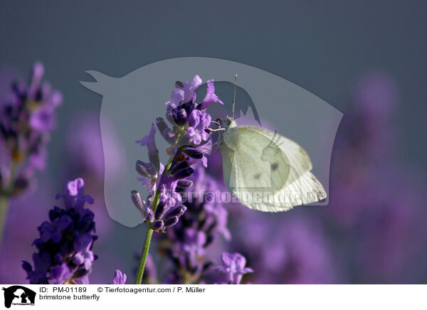 Zitronenfalter auf Blume / brimstone butterfly / PM-01189