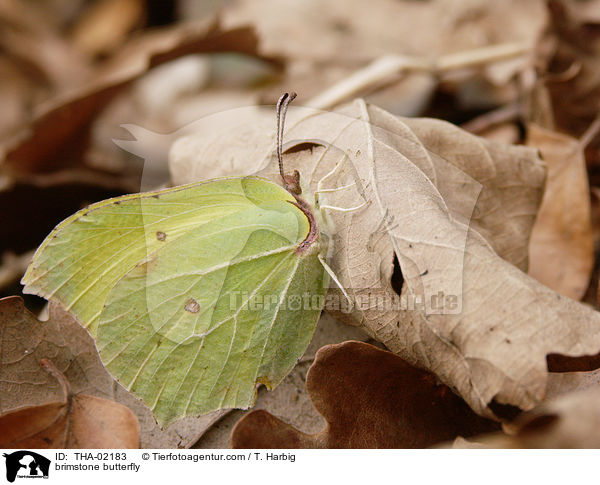 brimstone butterfly / THA-02183