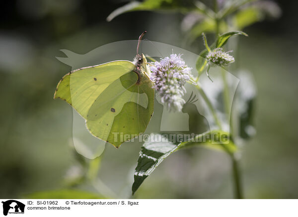 common brimstone / SI-01962