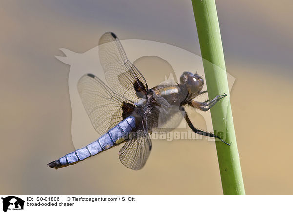 Plattbauch-Libelle / broad-bodied chaser / SO-01806