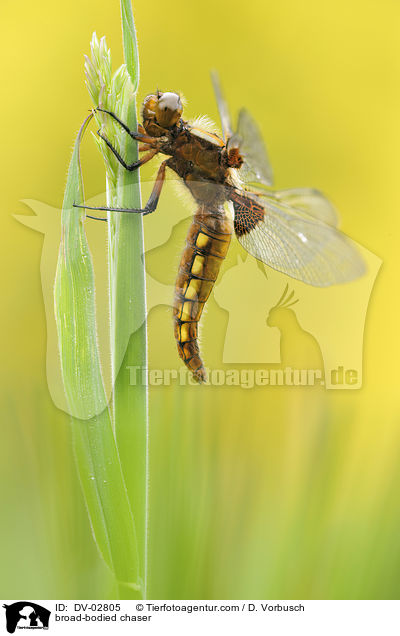 broad-bodied chaser / DV-02805