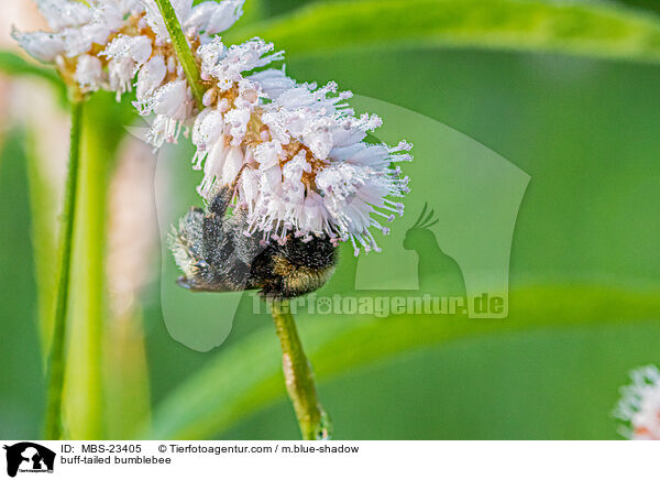 Dunkle Erdhummel / buff-tailed bumblebee / MBS-23405
