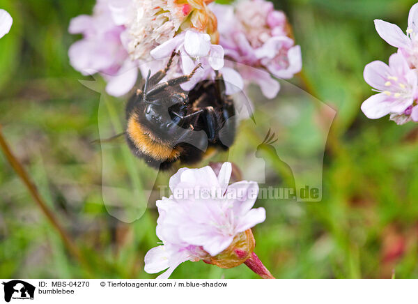 bumblebee / MBS-04270