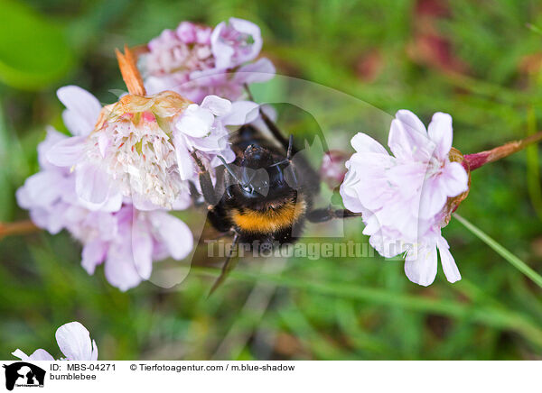 bumblebee / MBS-04271