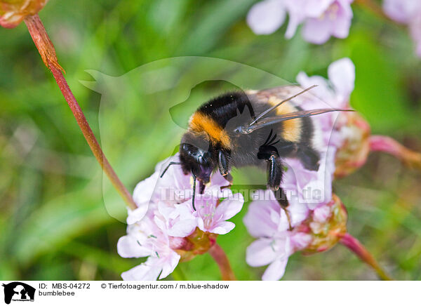 bumblebee / MBS-04272