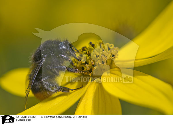 bumblebee / JOH-01251