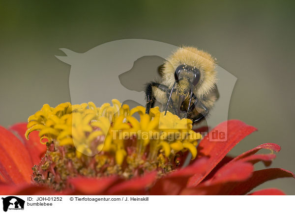 bumblebee / JOH-01252