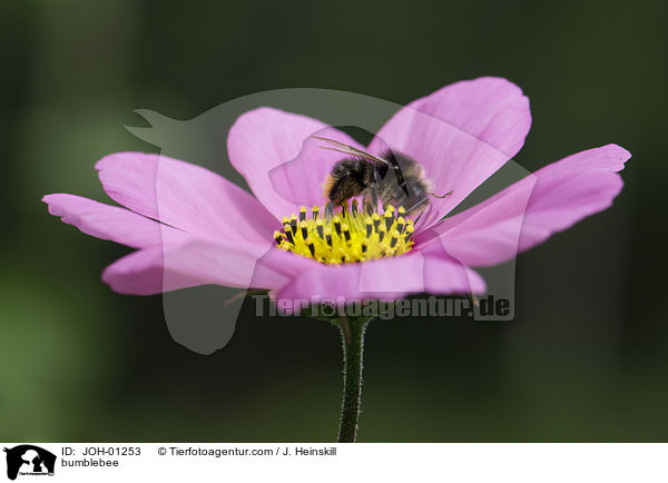 bumblebee / JOH-01253