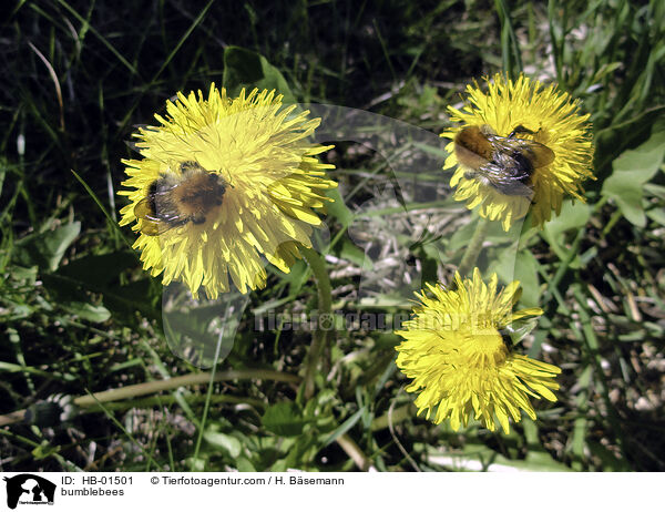 bumblebees / HB-01501