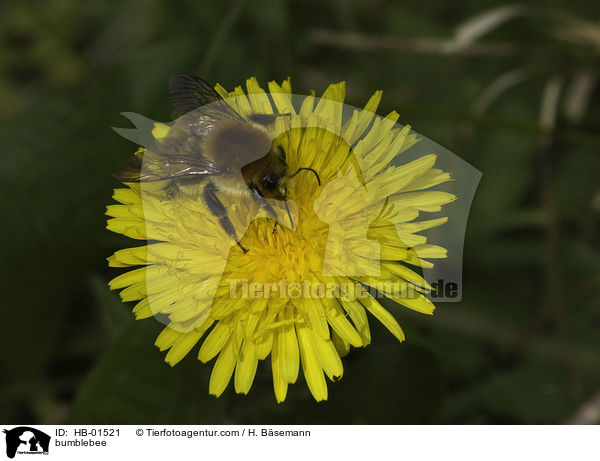 bumblebee / HB-01521