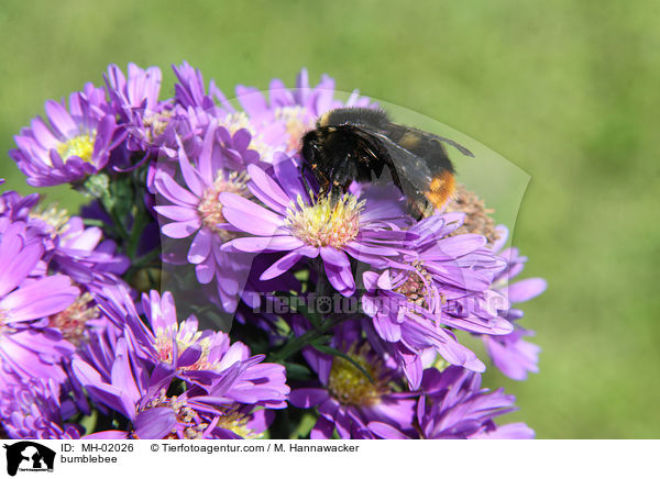 bumblebee / MH-02026