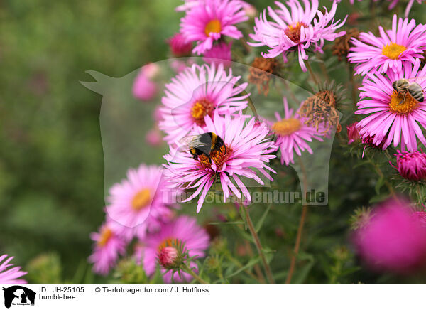 bumblebee / JH-25105
