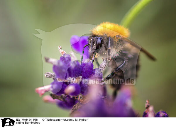 sitting Bumblebee / MAH-01168