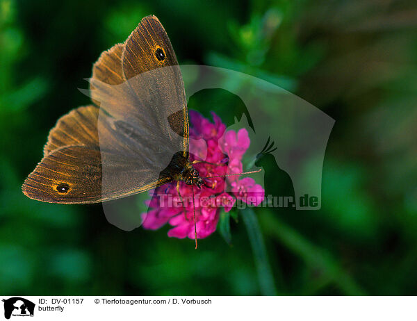 butterfly / DV-01157