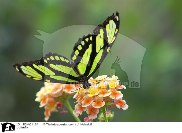 Schmetterling / butterfly / JOH-01161