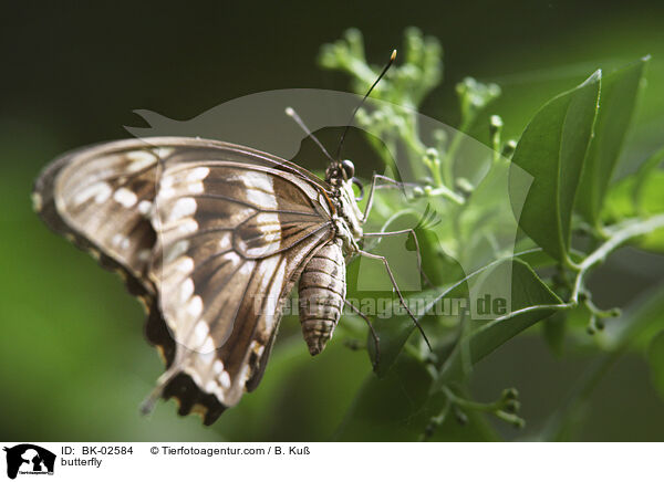 butterfly / BK-02584