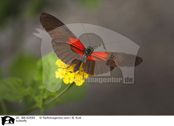 Schmetterling / butterfly / BK-02585