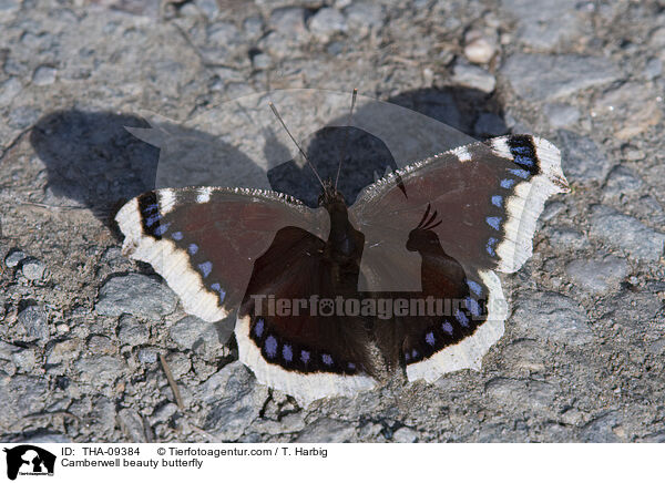 Camberwell beauty butterfly / THA-09384