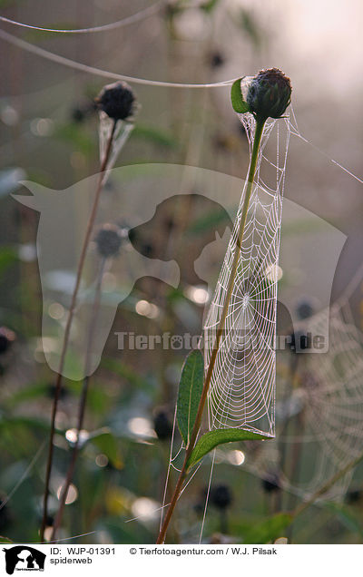spiderweb / WJP-01391
