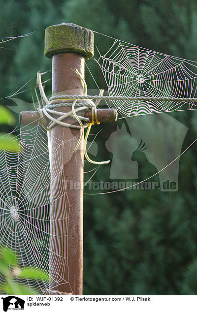 spiderweb / WJP-01392