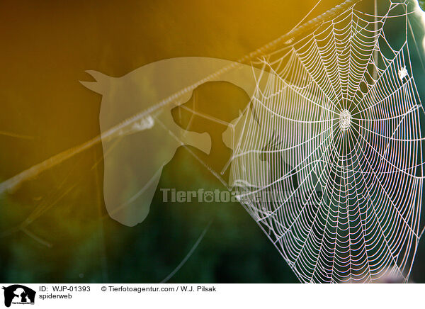 spiderweb / WJP-01393