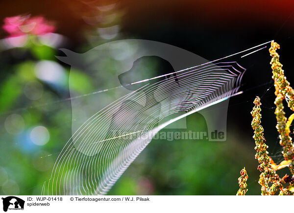 spiderweb / WJP-01418