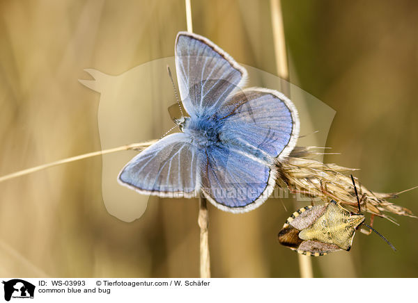 common blue and bug / WS-03993