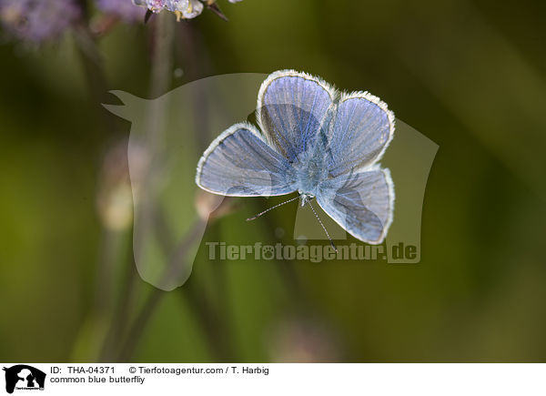 common blue butterfliy / THA-04371