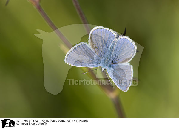 common blue butterfliy / THA-04372