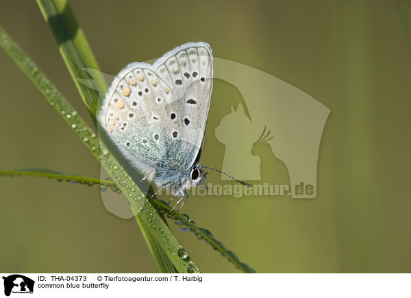 common blue butterfliy / THA-04373