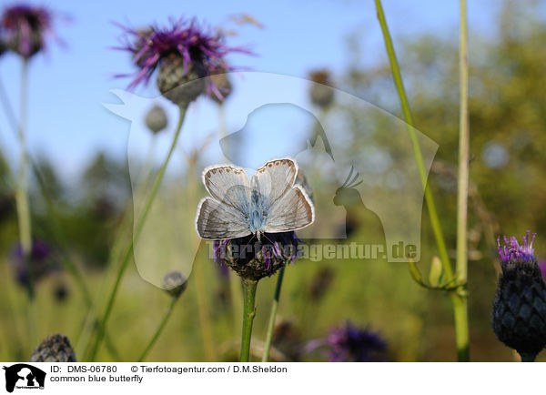 common blue butterfly / DMS-06780