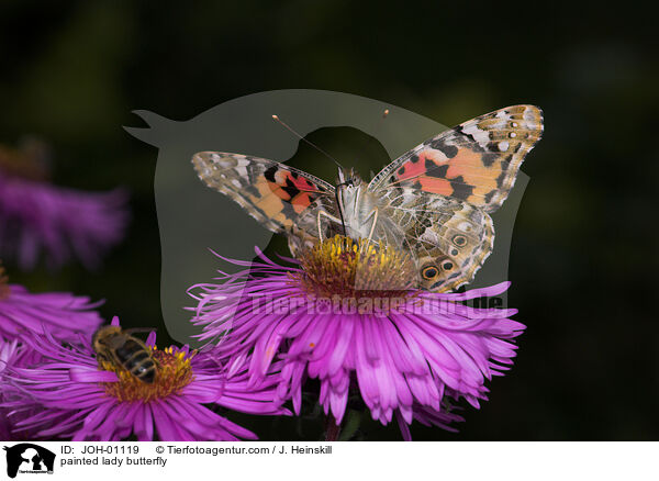painted lady butterfly / JOH-01119