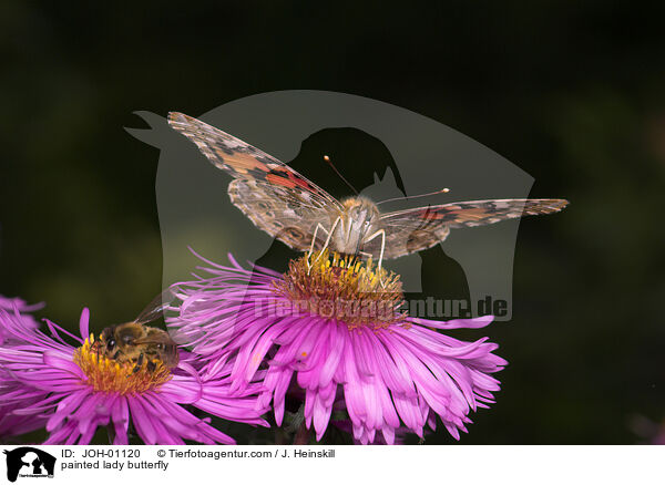 painted lady butterfly / JOH-01120