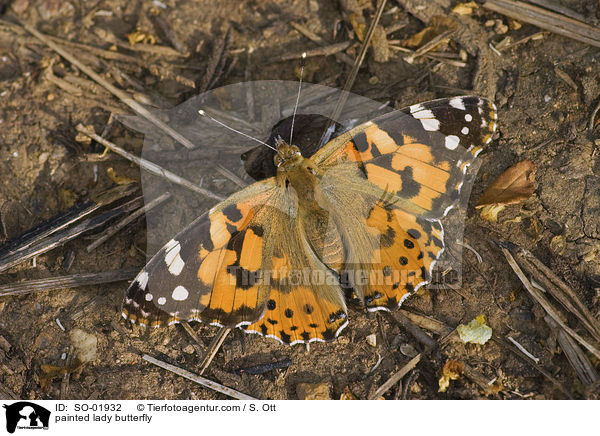 painted lady butterfly / SO-01932