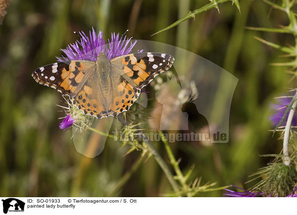 painted lady butterfly / SO-01933