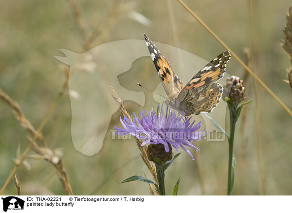 painted lady butterfly / THA-02221