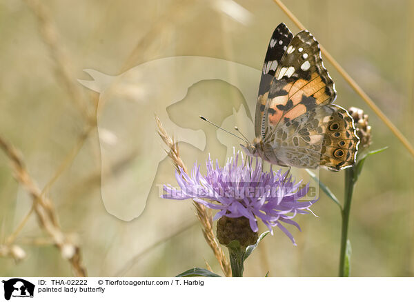 painted lady butterfly / THA-02222