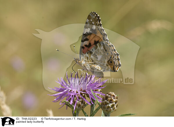 painted lady butterfly / THA-02223