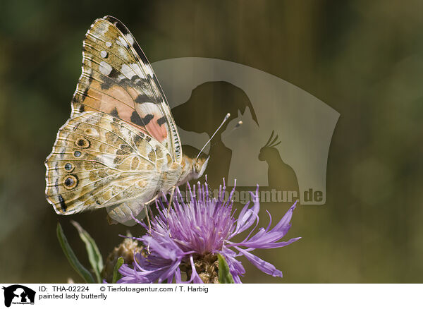 painted lady butterfly / THA-02224