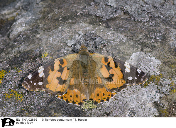 painted lady / THA-02836