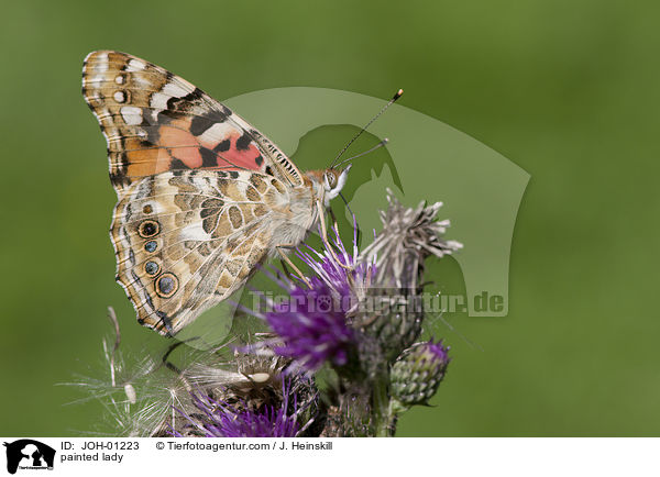 painted lady / JOH-01223