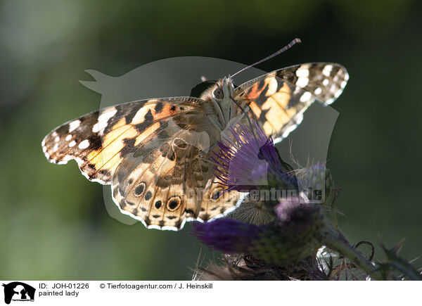painted lady / JOH-01226